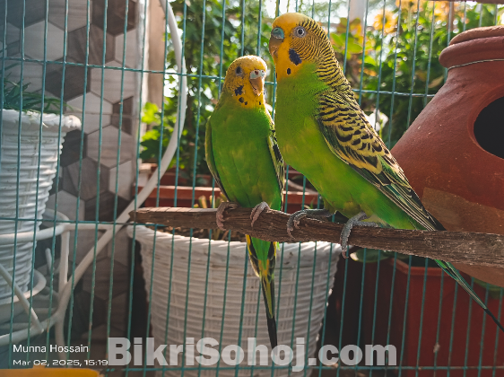 বাজরিগার পাখি